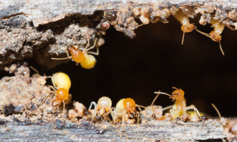 Melbourne Termite Control