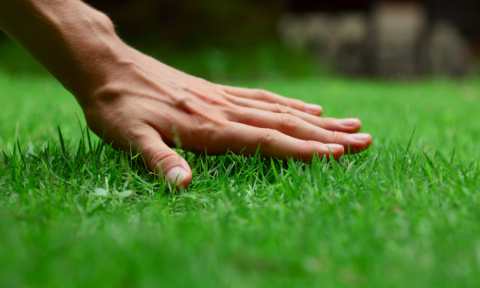 pest control Broad Beach