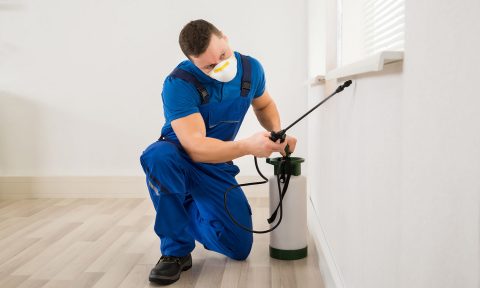pest control Brisbane