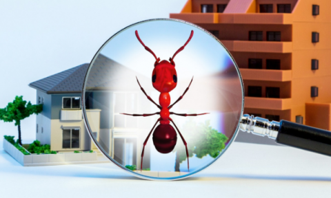 Termite inspections Coomera