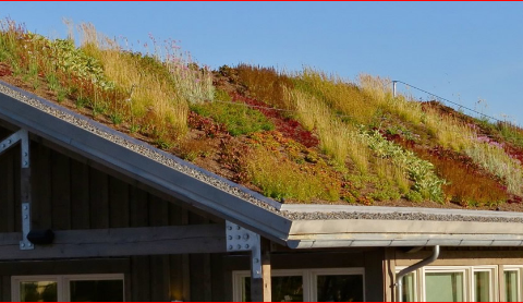 Green Roof Sydney