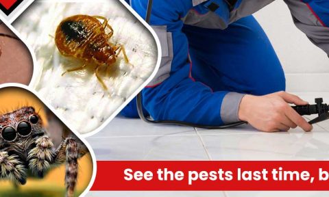 ant control Brisbane