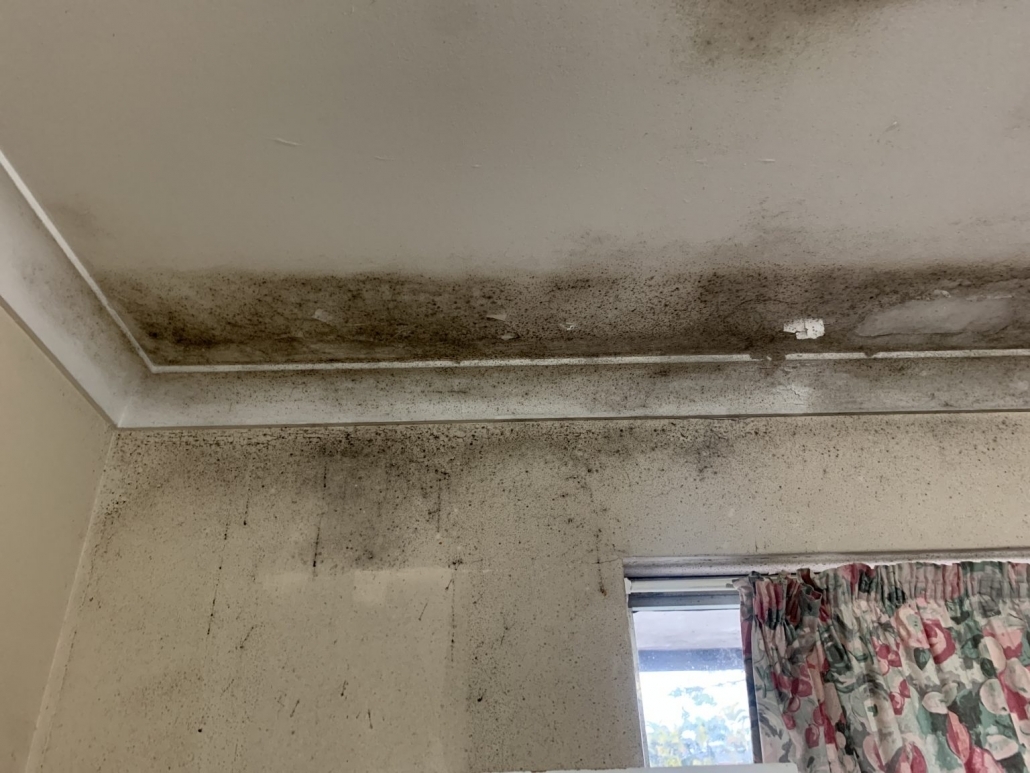 mould removal Gold Coast