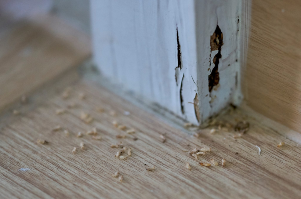 termite inspection in Cabarita Beach